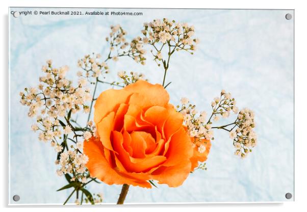 Rose Flower and Gypsophila Flowers Acrylic by Pearl Bucknall