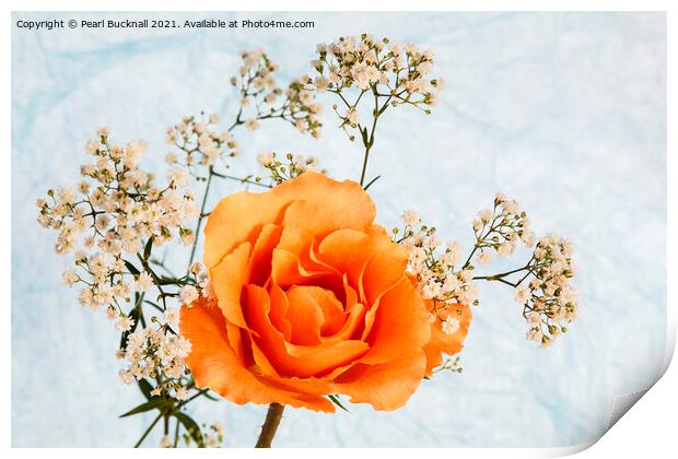 Rose Flower and Gypsophila Flowers Print by Pearl Bucknall