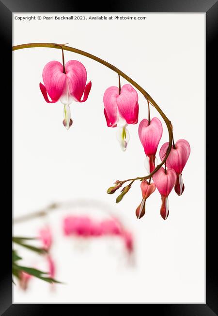 Bleeding Heart Pink Flowers on White Framed Print by Pearl Bucknall
