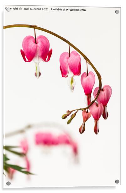 Bleeding Heart Pink Flowers on White Acrylic by Pearl Bucknall