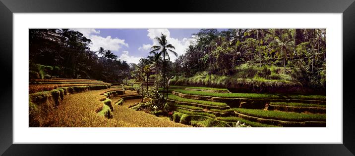 Tegallalang Rice terraces Framed Mounted Print by Sonny Ryse
