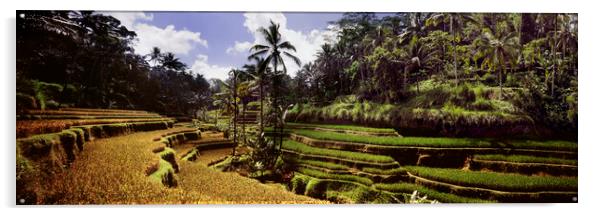 Tegallalang Rice terraces Acrylic by Sonny Ryse