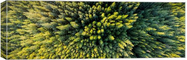 Forest Aerial from above ireland Canvas Print by Sonny Ryse