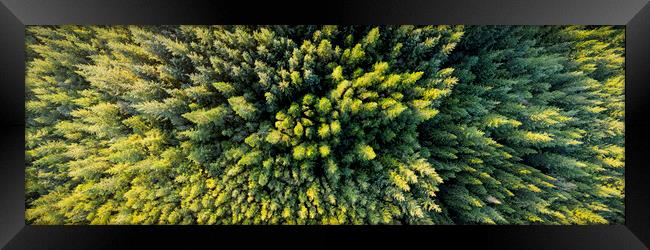 Forest Aerial from above ireland Framed Print by Sonny Ryse