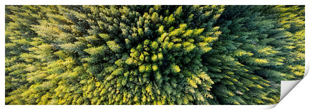 Forest Aerial from above ireland Print by Sonny Ryse