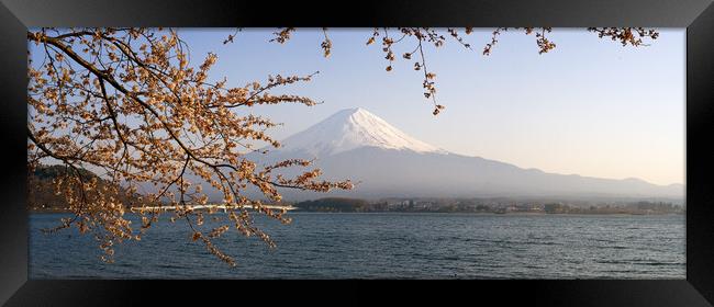 Mount Fuji Cherry Blossom Japan Framed Print by Sonny Ryse