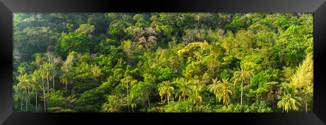 Malaysian jungle Framed Print by Sonny Ryse