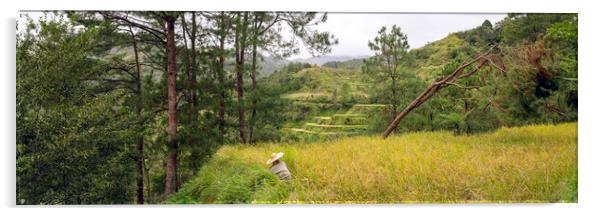 Banaue Rice terraces Philippines Acrylic by Sonny Ryse