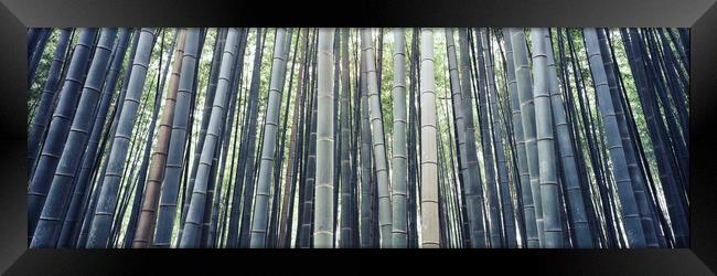 Japanese Bamboo Framed Print by Sonny Ryse