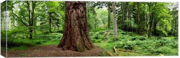 Giant tree in scotland Canvas Print by Sonny Ryse