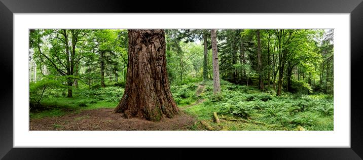Giant tree in scotland Framed Mounted Print by Sonny Ryse