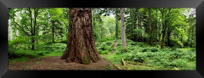 Giant tree in scotland Framed Print by Sonny Ryse