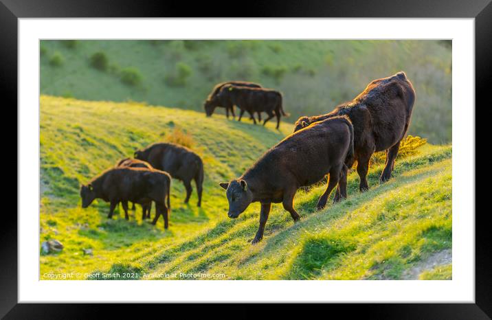 Herd of cows grazing on the South Downs Framed Mounted Print by Geoff Smith