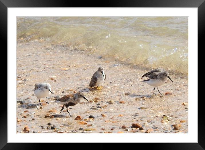 Three Dunlin and one Sanderling at the edge of the estuary Framed Mounted Print by Joan Rosie