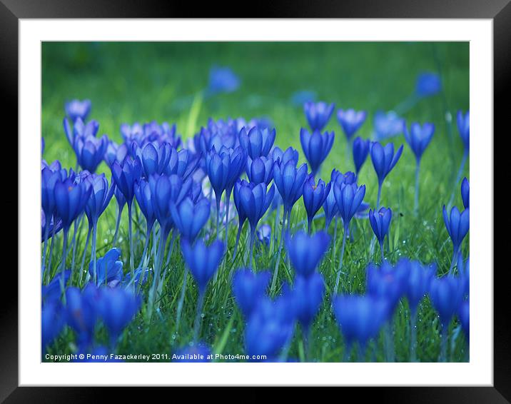 Crocuses at Wisley Framed Mounted Print by Penny Fazackerley