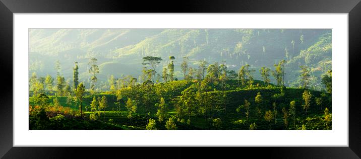 Sri Laka Tea Plantation Framed Mounted Print by Sonny Ryse