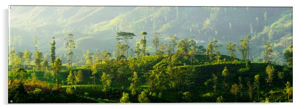 Sri Laka Tea Plantation Acrylic by Sonny Ryse