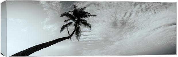 Sri Lanka Palm tree black and white Canvas Print by Sonny Ryse