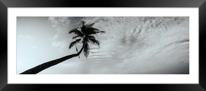 Sri Lanka Palm tree black and white Framed Mounted Print by Sonny Ryse
