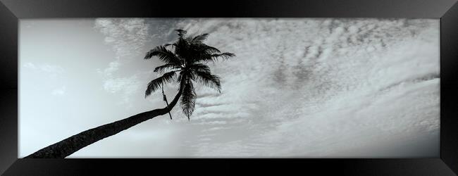 Sri Lanka Palm tree black and white Framed Print by Sonny Ryse