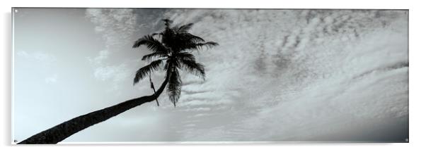 Sri Lanka Palm tree black and white Acrylic by Sonny Ryse