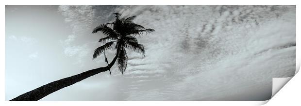 Sri Lanka Palm tree black and white Print by Sonny Ryse