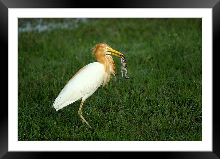 Cattle Egret with prey. Framed Mounted Print by Bhagwat Tavri