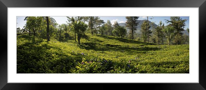 Sri Lanka tea field Framed Mounted Print by Sonny Ryse
