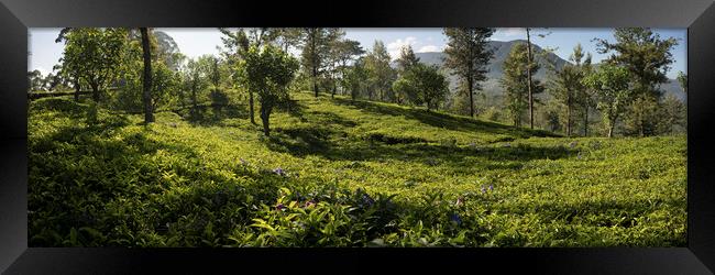 Sri Lanka tea field Framed Print by Sonny Ryse