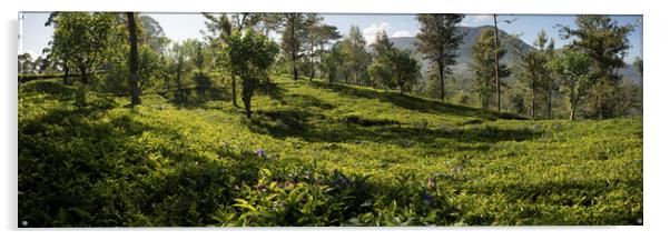 Sri Lanka tea field Acrylic by Sonny Ryse