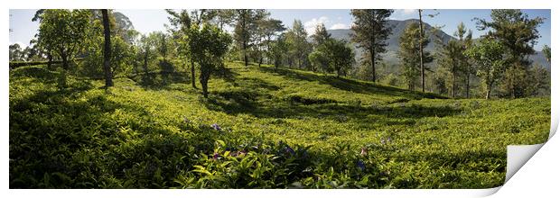 Sri Lanka tea field Print by Sonny Ryse