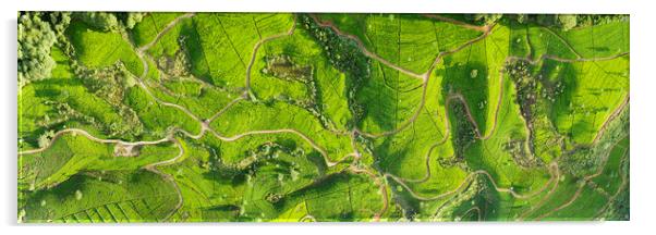 Sri Lanka tea fields aerial Acrylic by Sonny Ryse