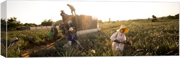 Thailand pineapple fields Canvas Print by Sonny Ryse