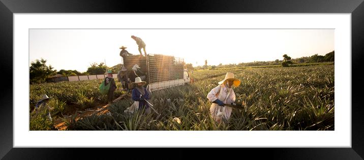 Thailand pineapple fields Framed Mounted Print by Sonny Ryse