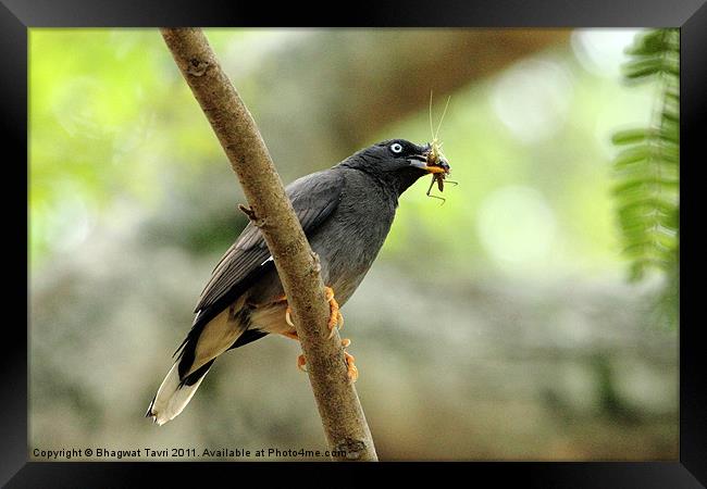 Jungle Myna Framed Print by Bhagwat Tavri