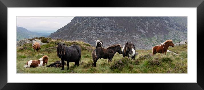 Snowdonia wild horses wales Framed Mounted Print by Sonny Ryse