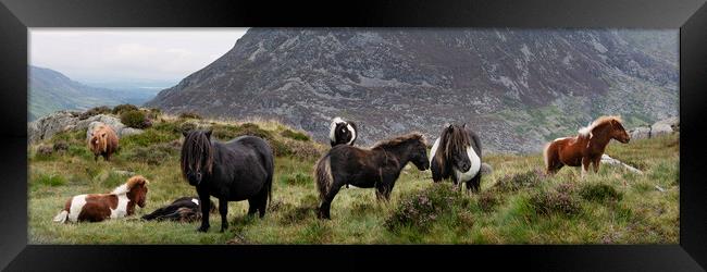Snowdonia wild horses wales Framed Print by Sonny Ryse