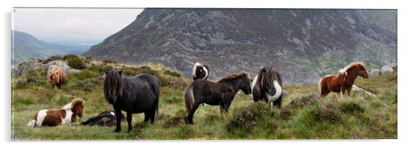 Snowdonia wild horses wales Acrylic by Sonny Ryse