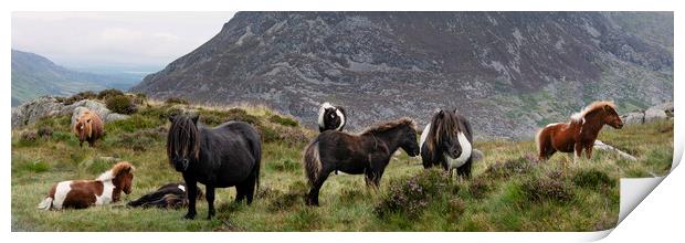 Snowdonia wild horses wales Print by Sonny Ryse