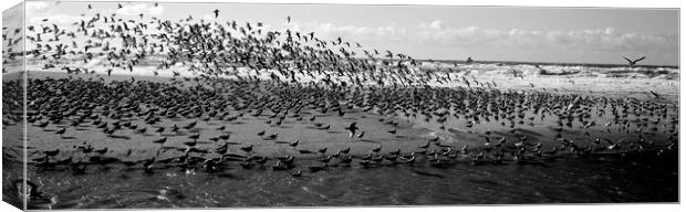 Flock of Birds on the California Coast Canvas Print by Sonny Ryse