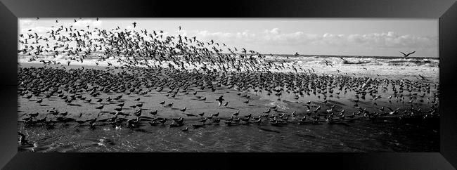 Flock of Birds on the California Coast Framed Print by Sonny Ryse