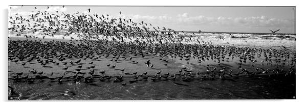 Flock of Birds on the California Coast Acrylic by Sonny Ryse