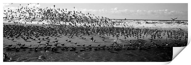 Flock of Birds on the California Coast Print by Sonny Ryse