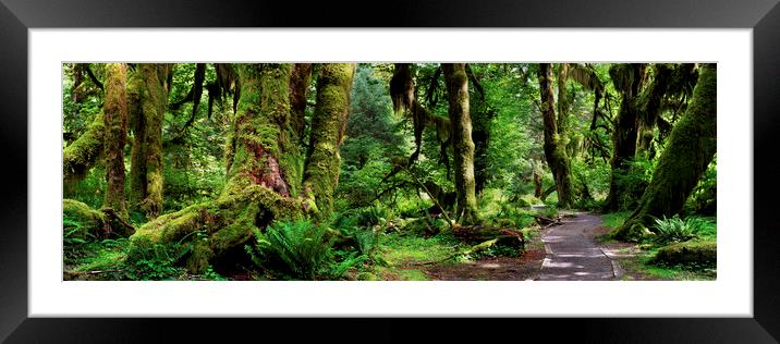 Hall of Mosses Forest Olympic National Park USA Framed Mounted Print by Sonny Ryse