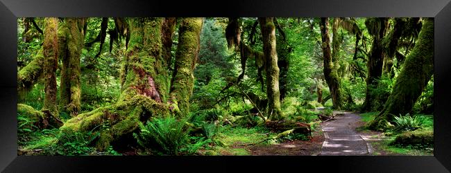 Hall of Mosses Forest Olympic National Park USA Framed Print by Sonny Ryse