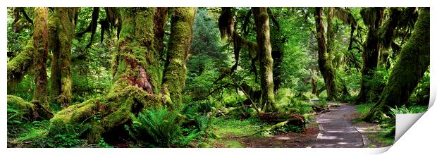 Hall of Mosses Forest Olympic National Park USA Print by Sonny Ryse