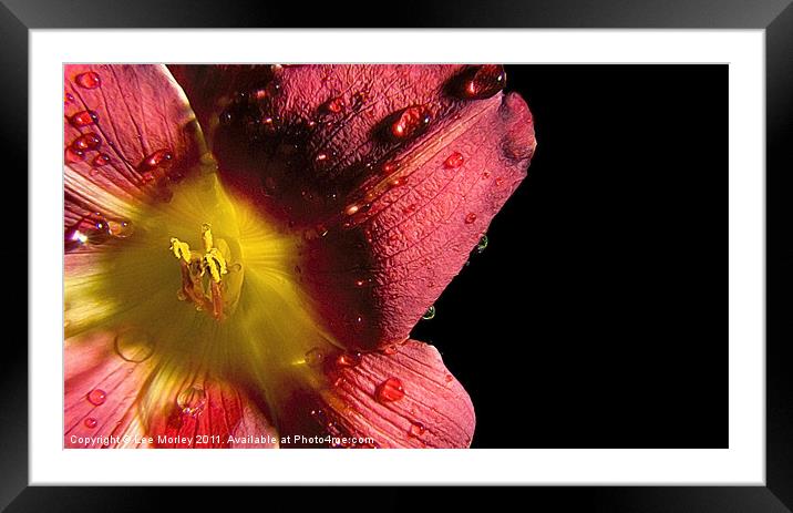 Lose Yourself Framed Mounted Print by Lee Morley