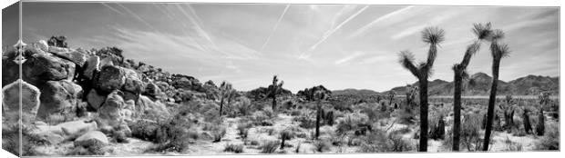 Joshua Tree national park Black and white USA Canvas Print by Sonny Ryse