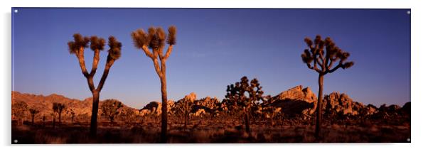 Joshua Tree National Park Sunrise USA Acrylic by Sonny Ryse