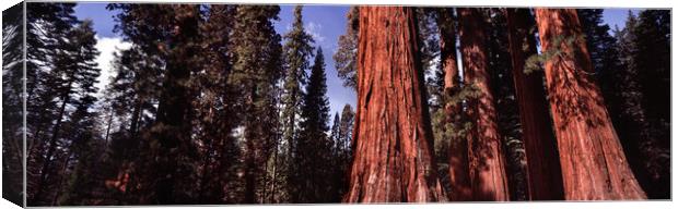 Yosemite Giant Sequoia forest Canvas Print by Sonny Ryse